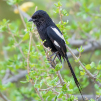 Magpie Shrike